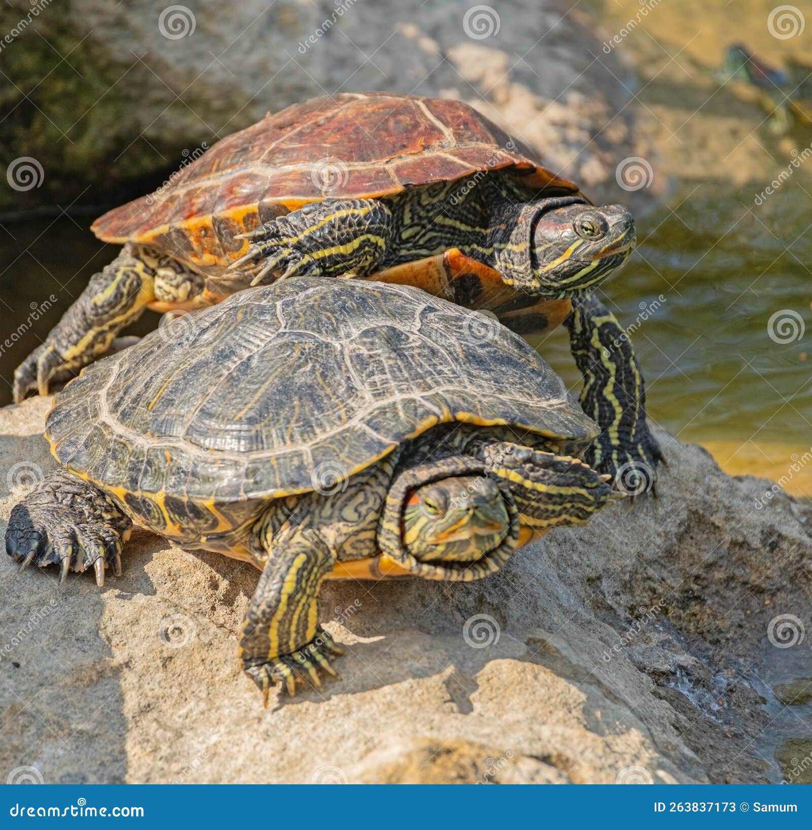 Red-eared Turtle Basking in the Sun Stock Image - Image of trachemys ...