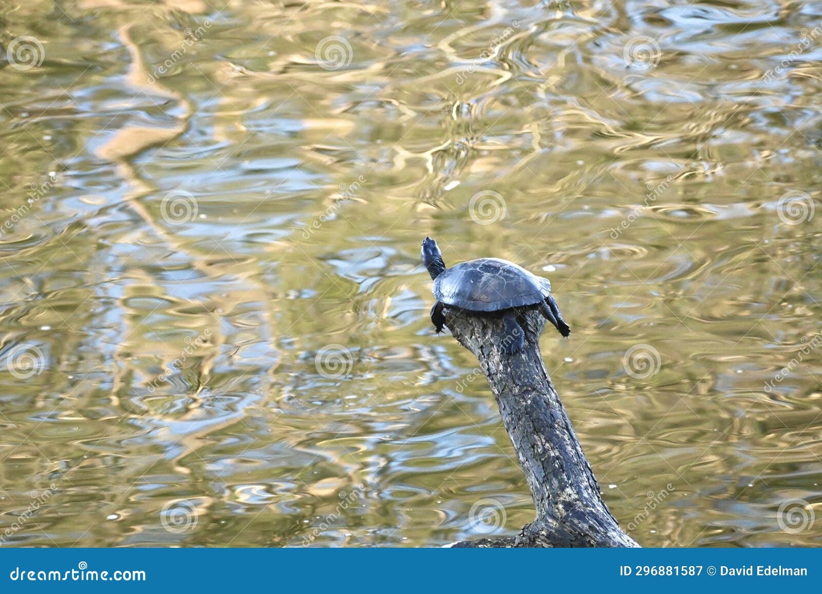 red eared and yellow bellied slider turtles sunning stow lake golden gate park 39