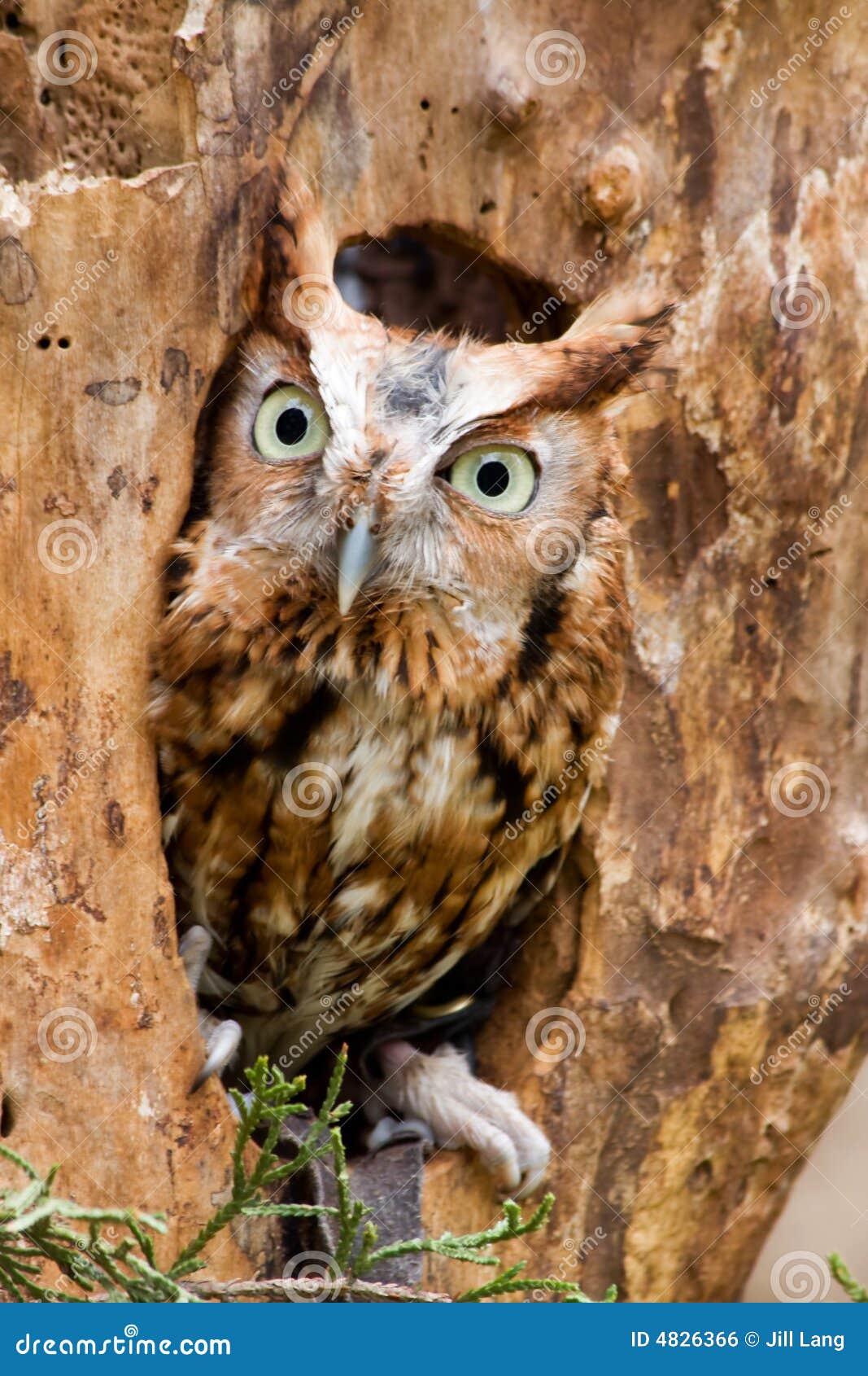 red eastern screech owl