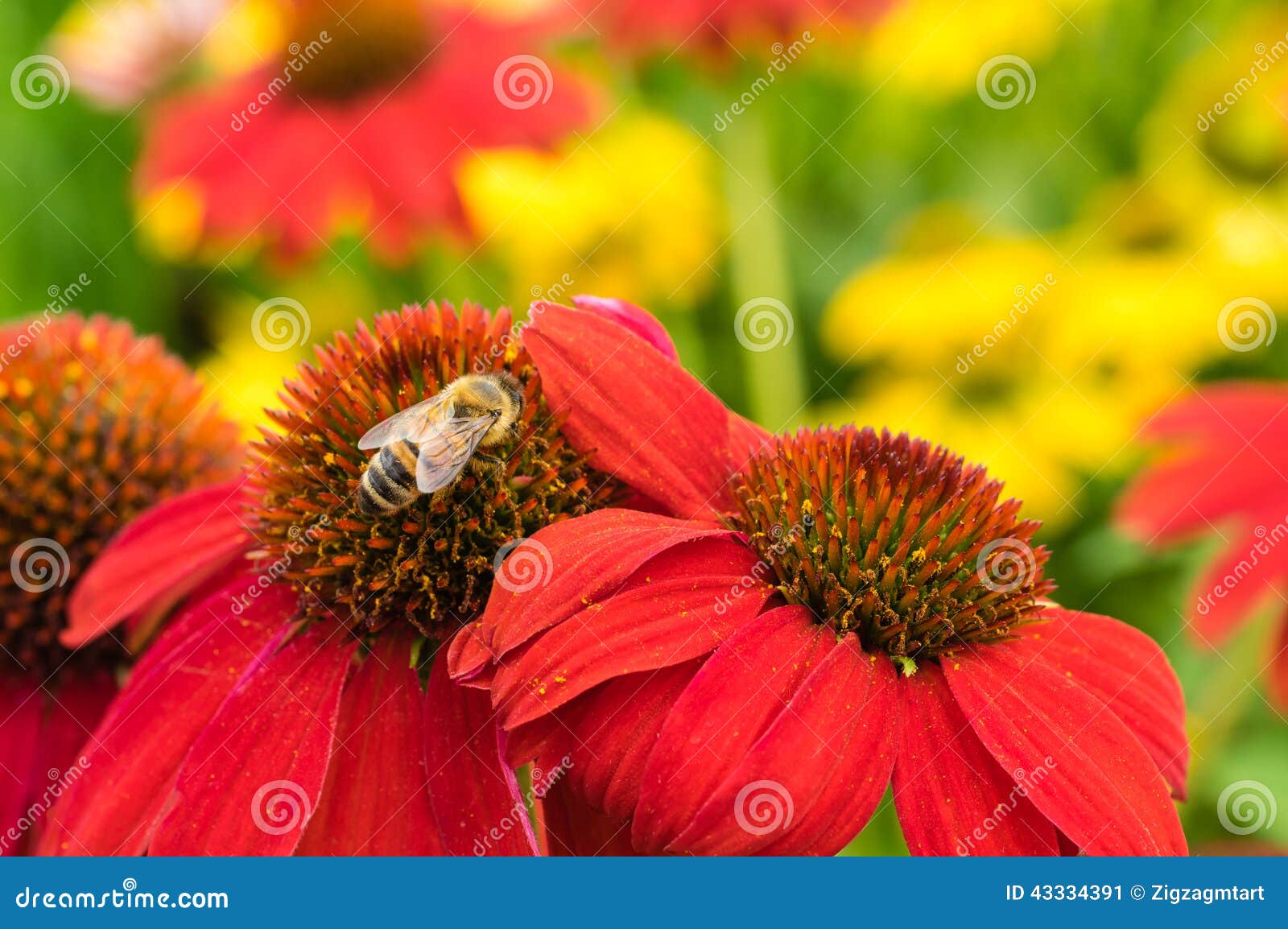 Red Echinacea Flowers with a Bee Stock Image Image of blooms, plant