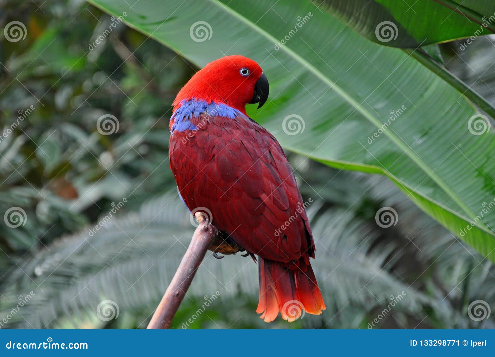 red eclectic parrot