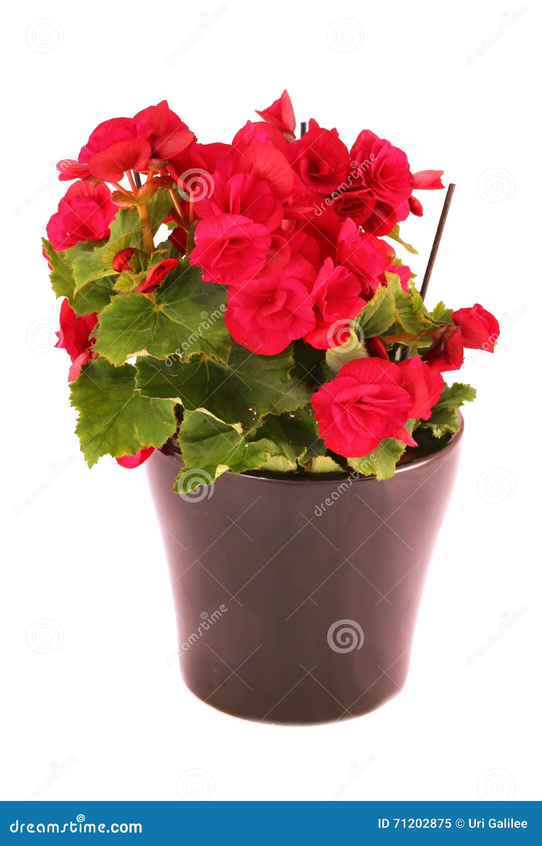 Red Elatior Begonia Flowers Stock Image - Image of ceramic, grow: 71202875