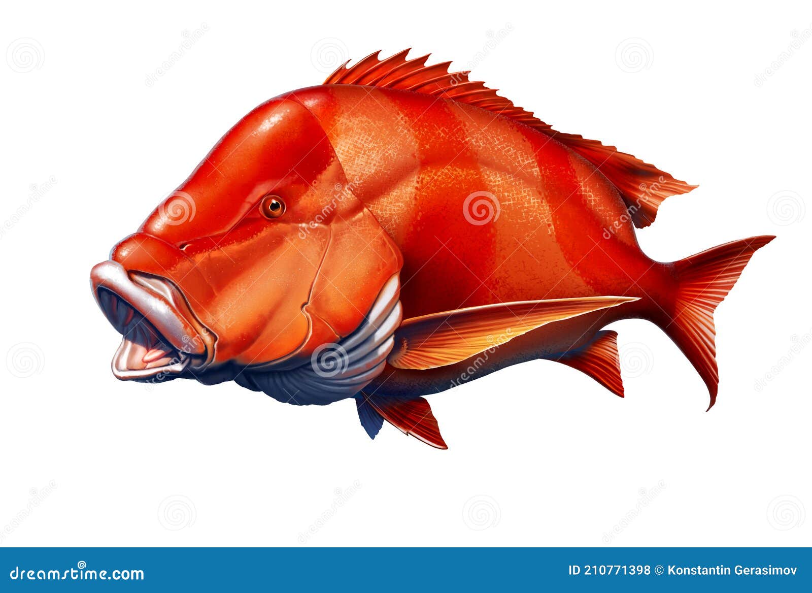 red emperor snapper fish realistic  