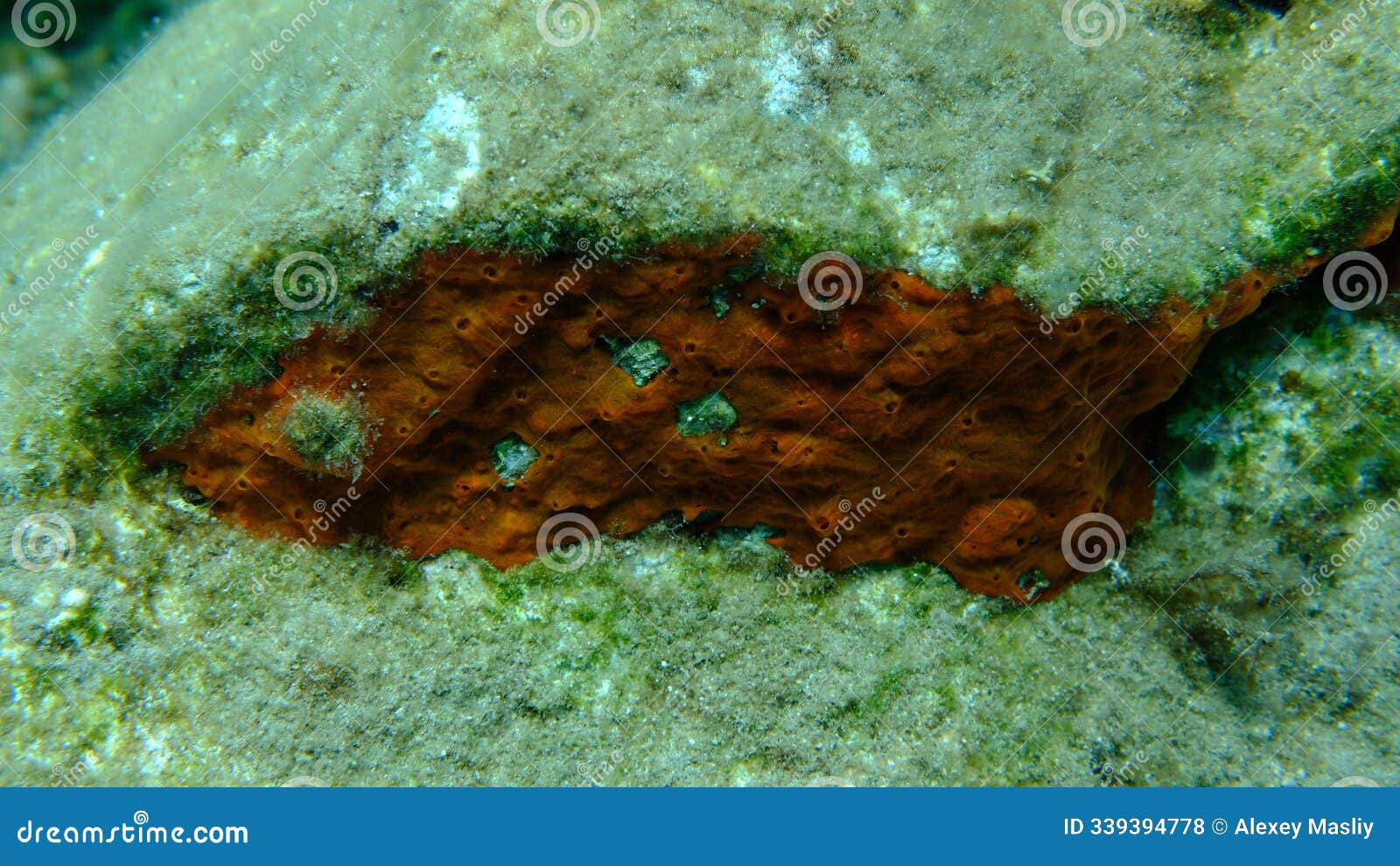red encrusting sponge or orange-red encrusting sponge (crambe crambe) undersea, aegean sea