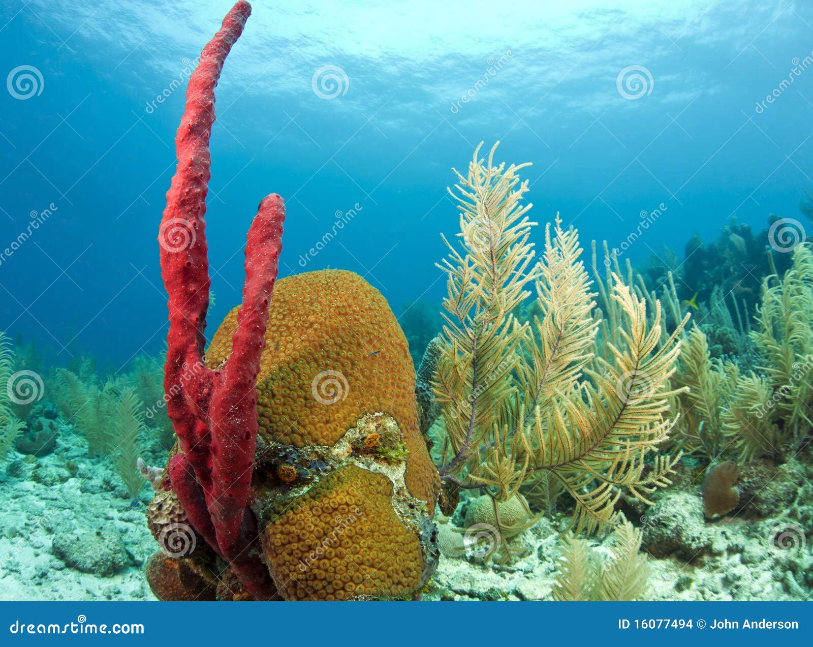 red erect rope sponge