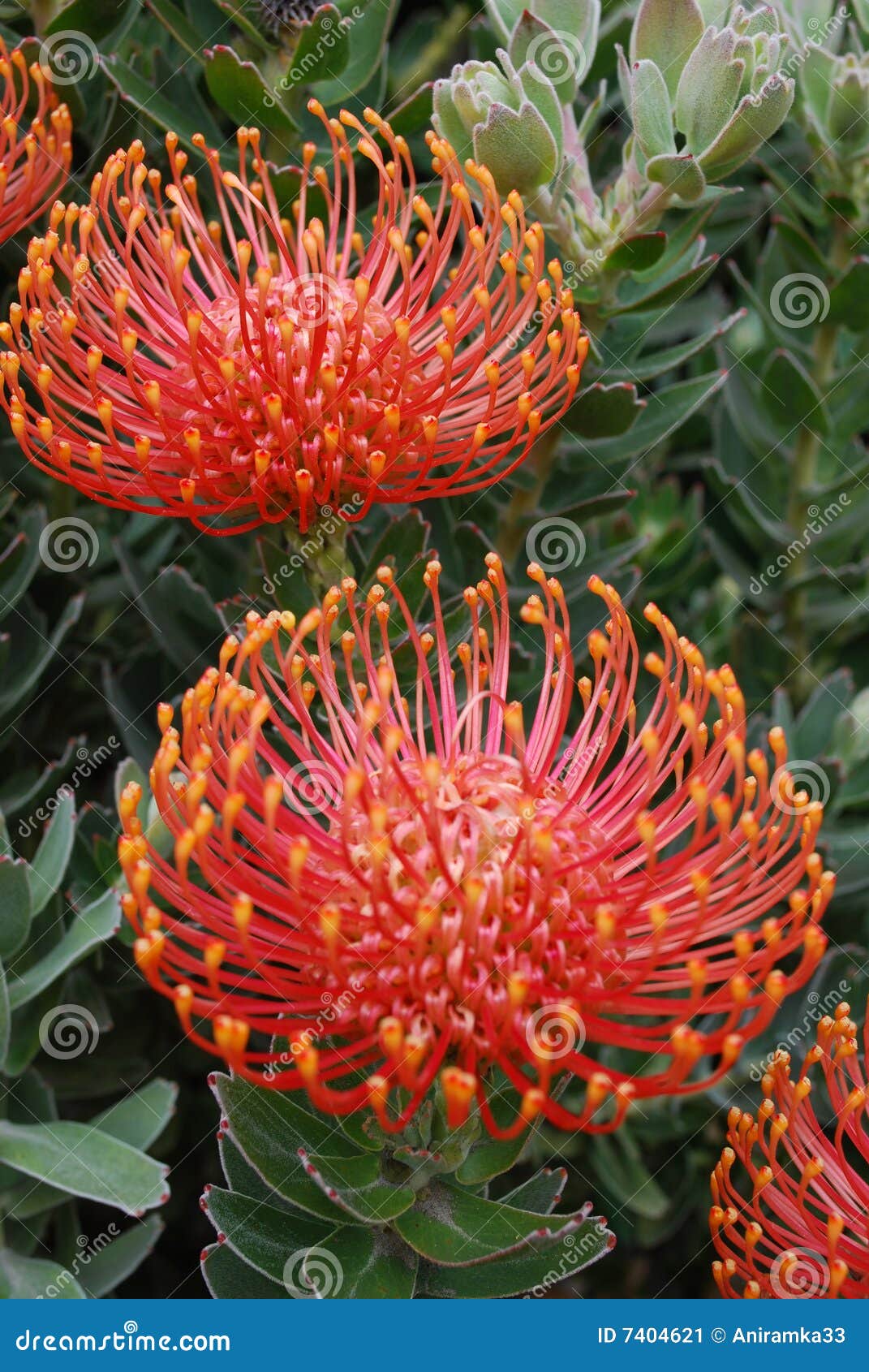 Red exotic flower stock image. Image of spring, beautiful 7404621