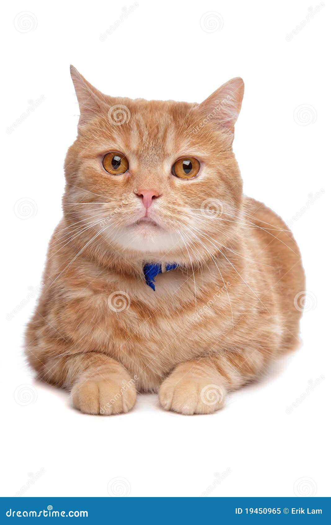Red Exotic Shorthaired Maine Coon Stock Image Image of maine, feline