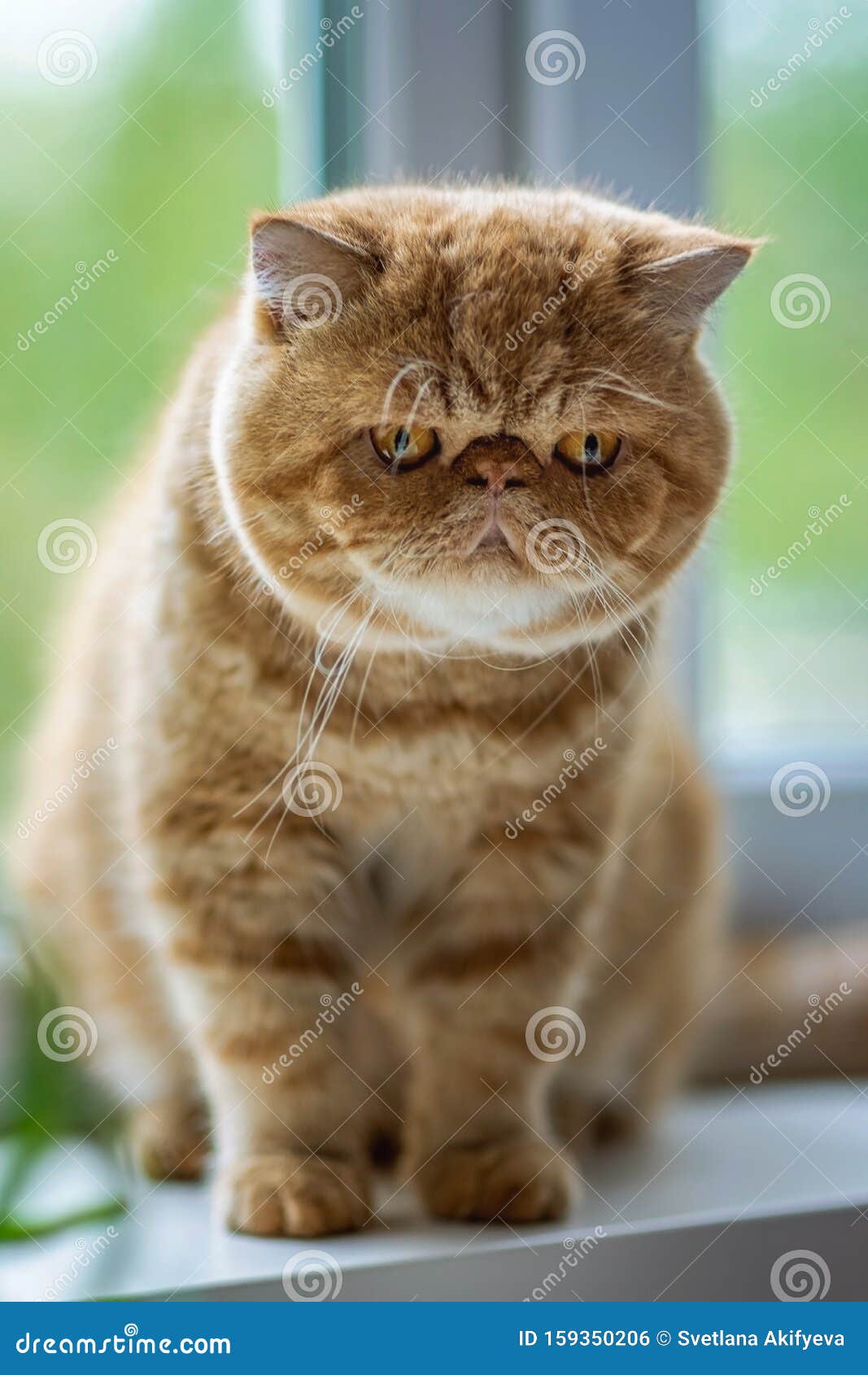 Red Exotic Shorthair Kitten Sitting at the Window and Looks Away. Kid Animals and Adorablecats Concept Stock Photo - Image of boring, brown: 159350206 Red Exotic Shorthair Kitten Sitting at the Window and Looks Away. Kid Animals and Adorablecats Concept Stock Photo - Image of boring, brown: 159350206