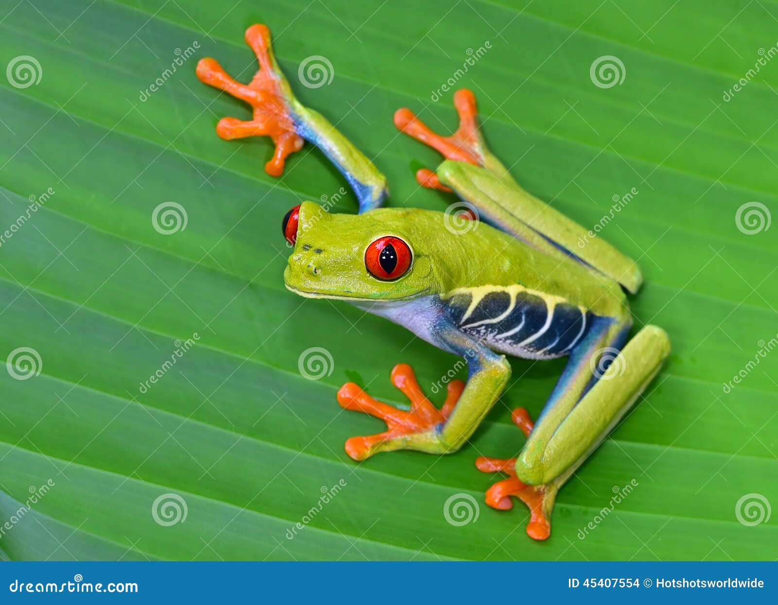 red eye tree frog on green leaf, cahuita, costa rica