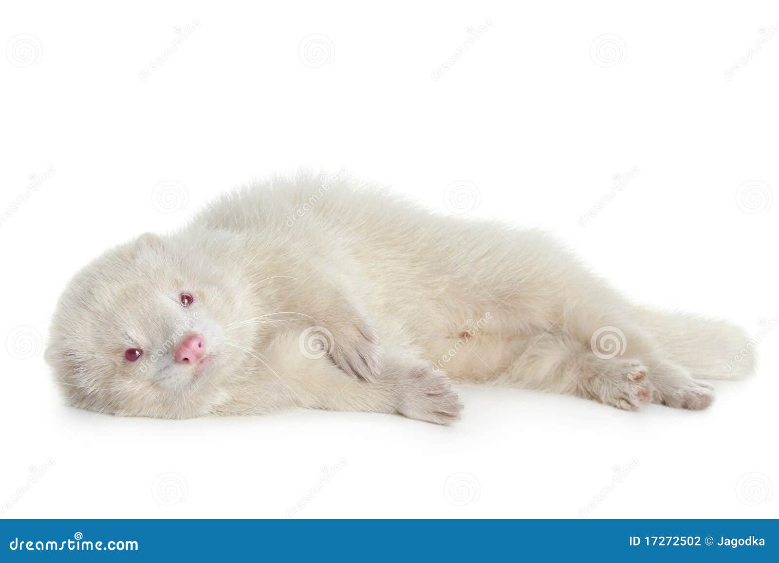 Red eyed albino ferret stock photo. Image of nose, ferret 17272502