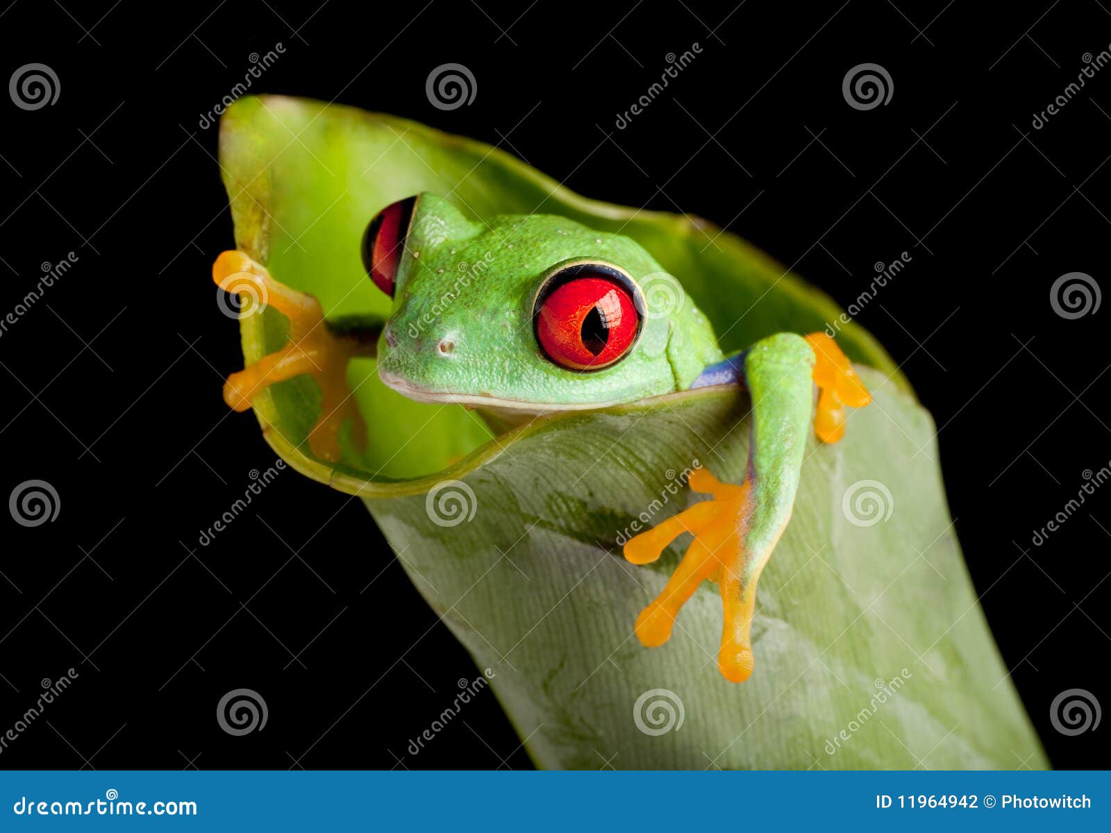 Red Eyed Frog in Banana Leaf Stock Photo Image of leaf, perched 11964942