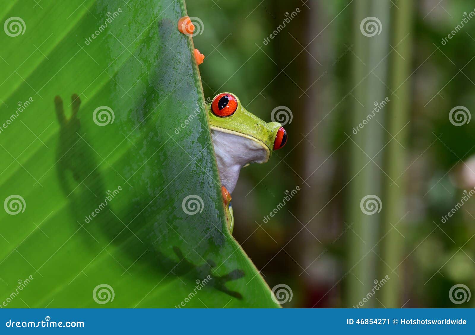 red eyed green tree frog, corcovado, costa rica