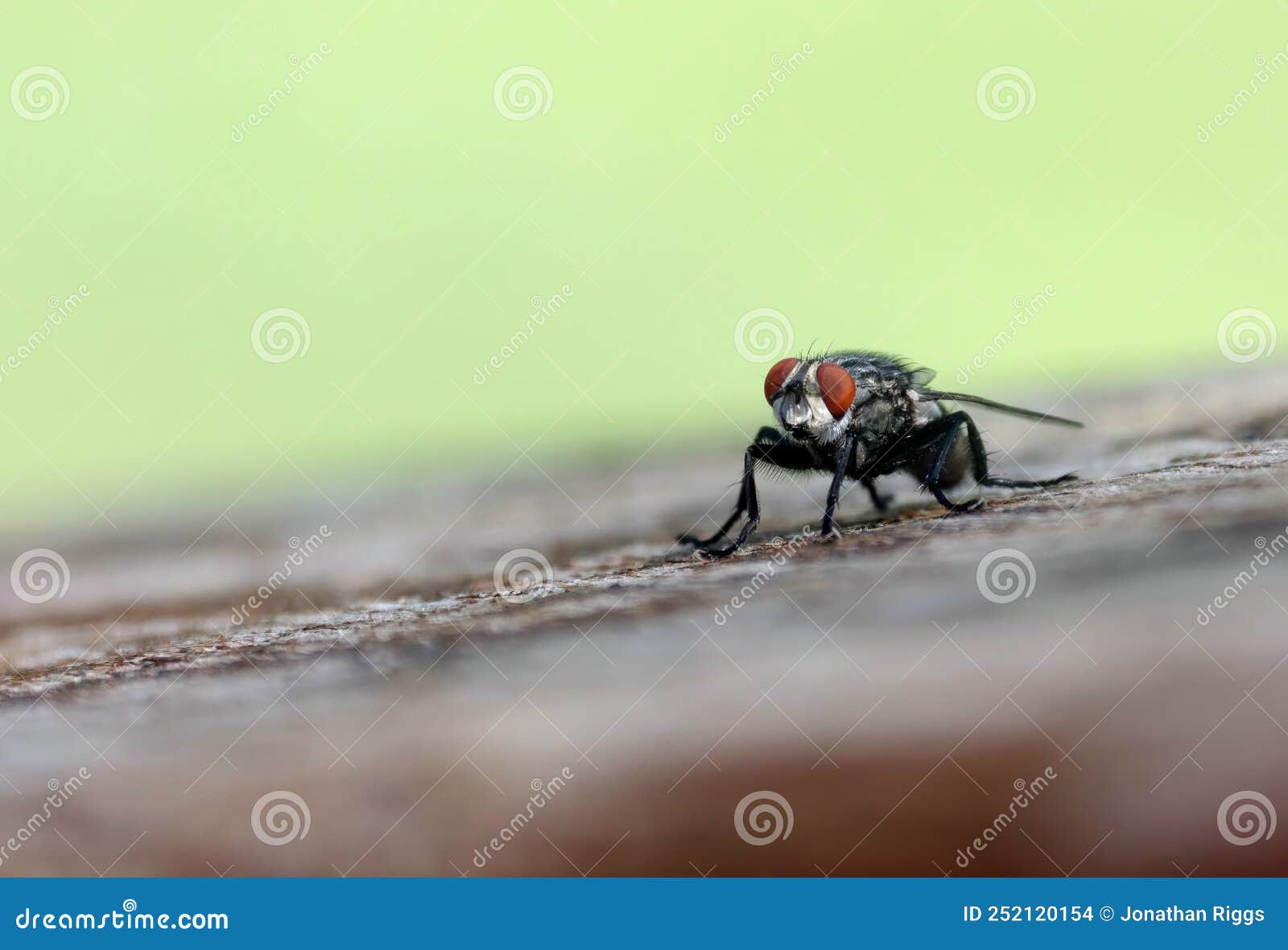 a housefly sits on a wooden bannister