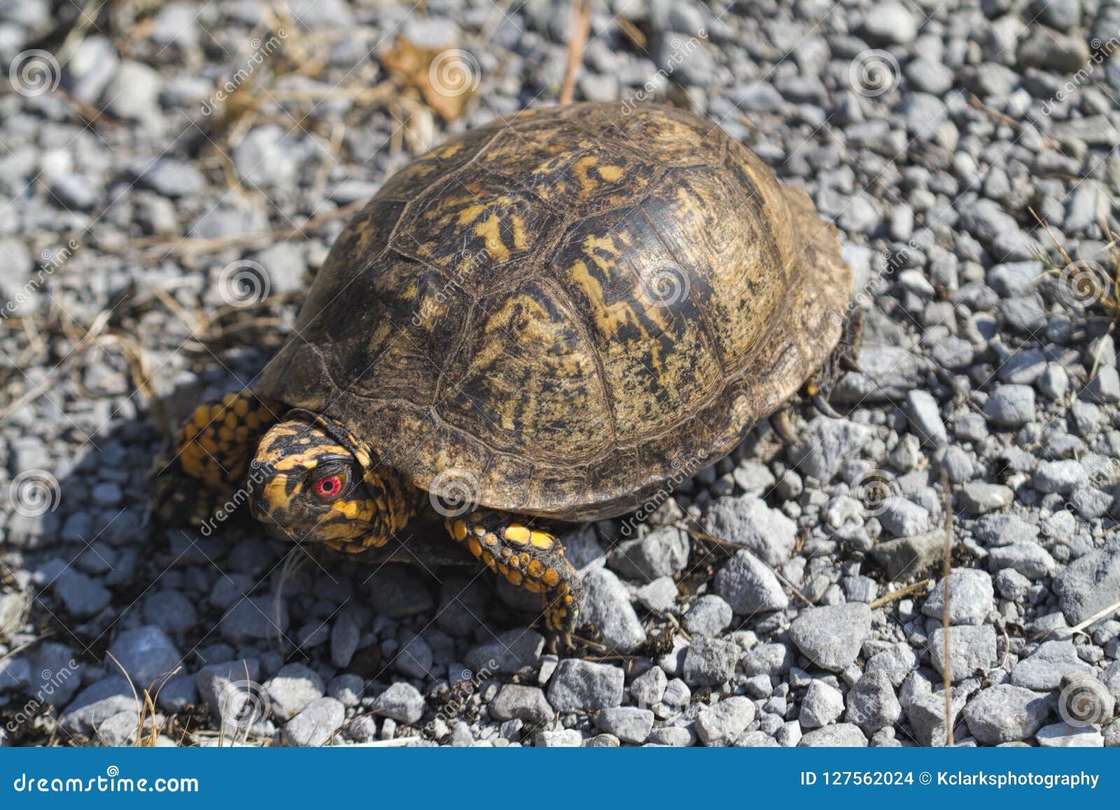 Box Turtle Identification Chart