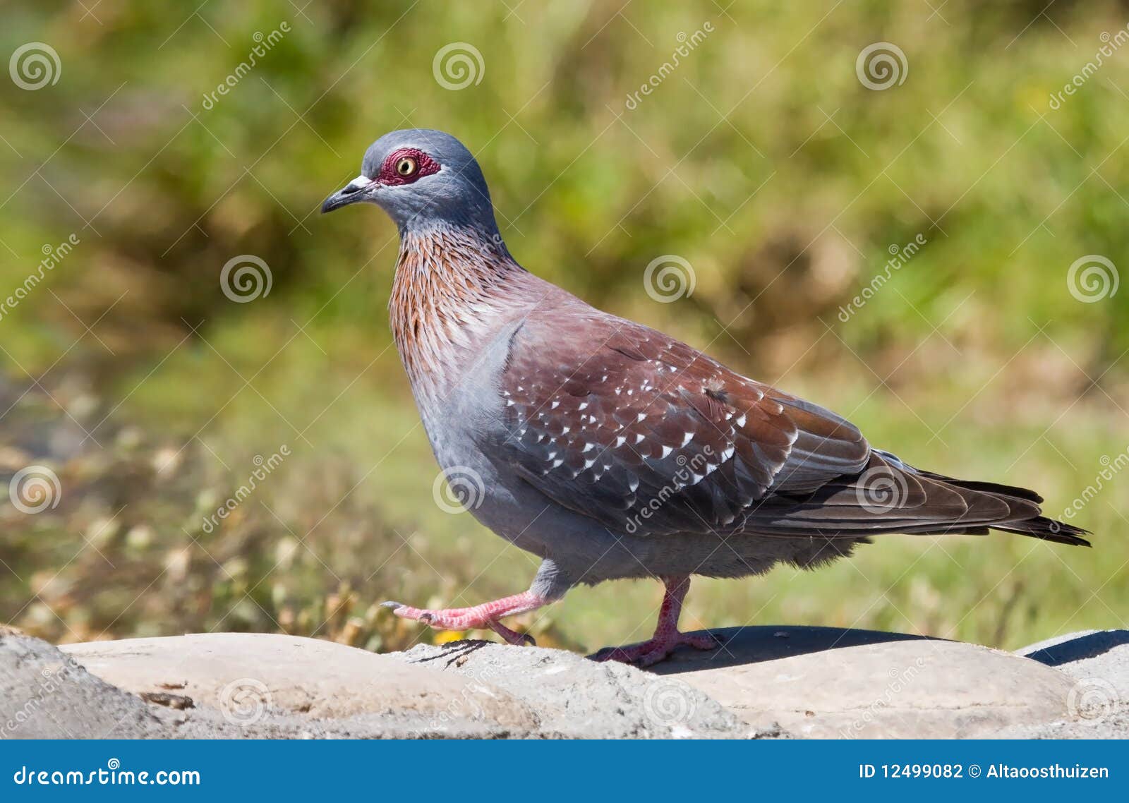Red Eyed Pigeon stock photo. Image of nest, birding, ground 12499082