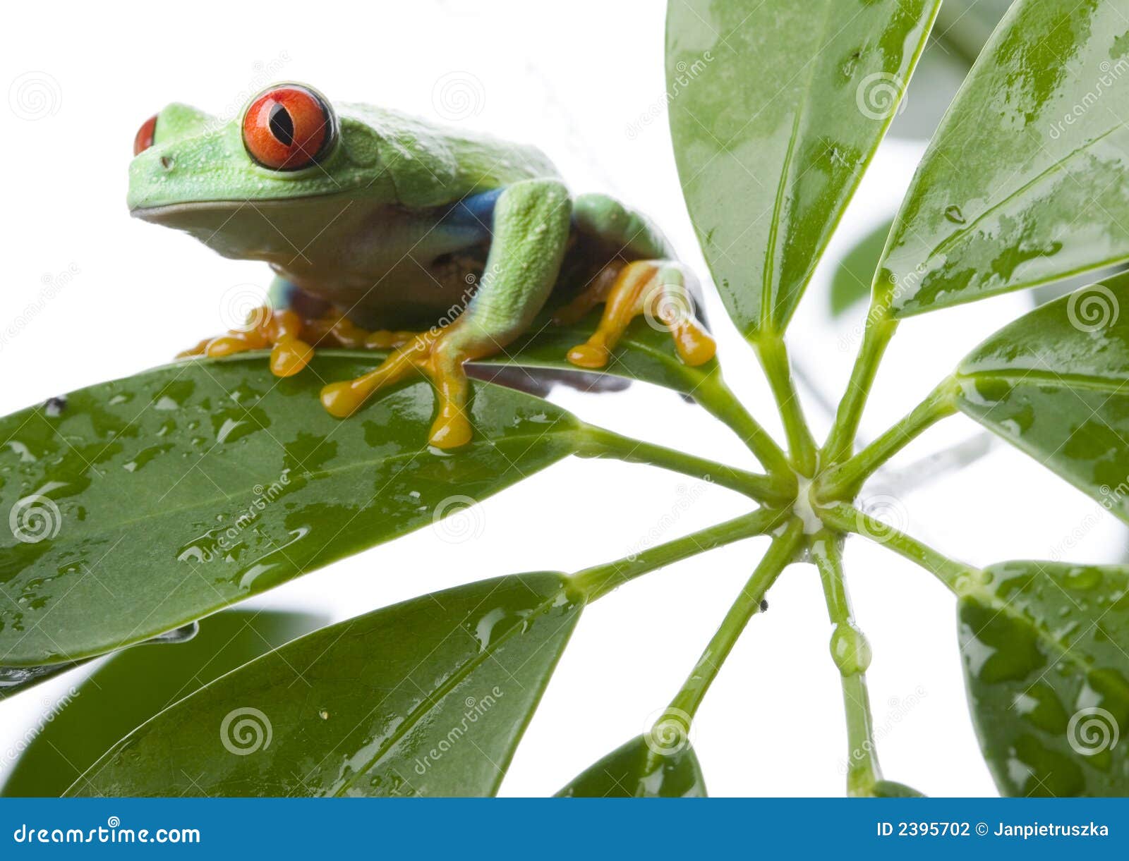 Red eyed tree frog stock photo. Image of lean, frog, leaf - 2395702