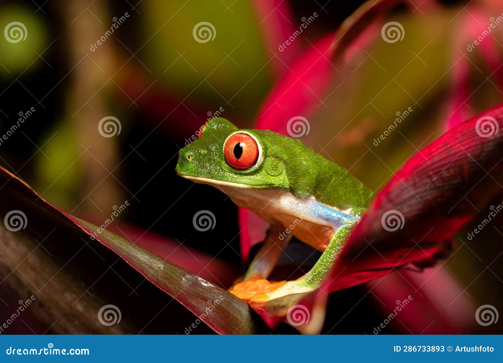 red-eyed tree frog, agalychnis callidryas, cano negro, costa rica wildlife
