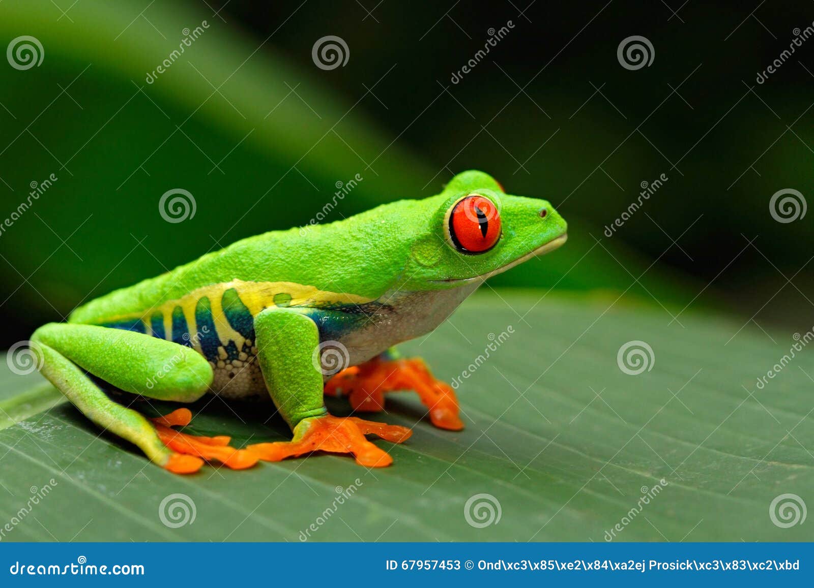 red-eyed tree frog, agalychnis callidryas, costa rica