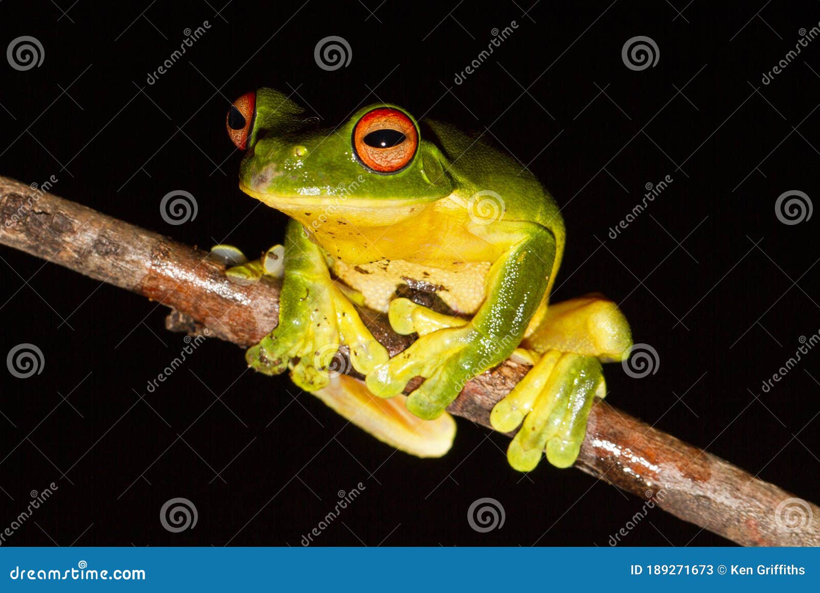 photo Australian Red Eyed Tree Frog red eyed tree frog stock image image of tree eyes 189271673