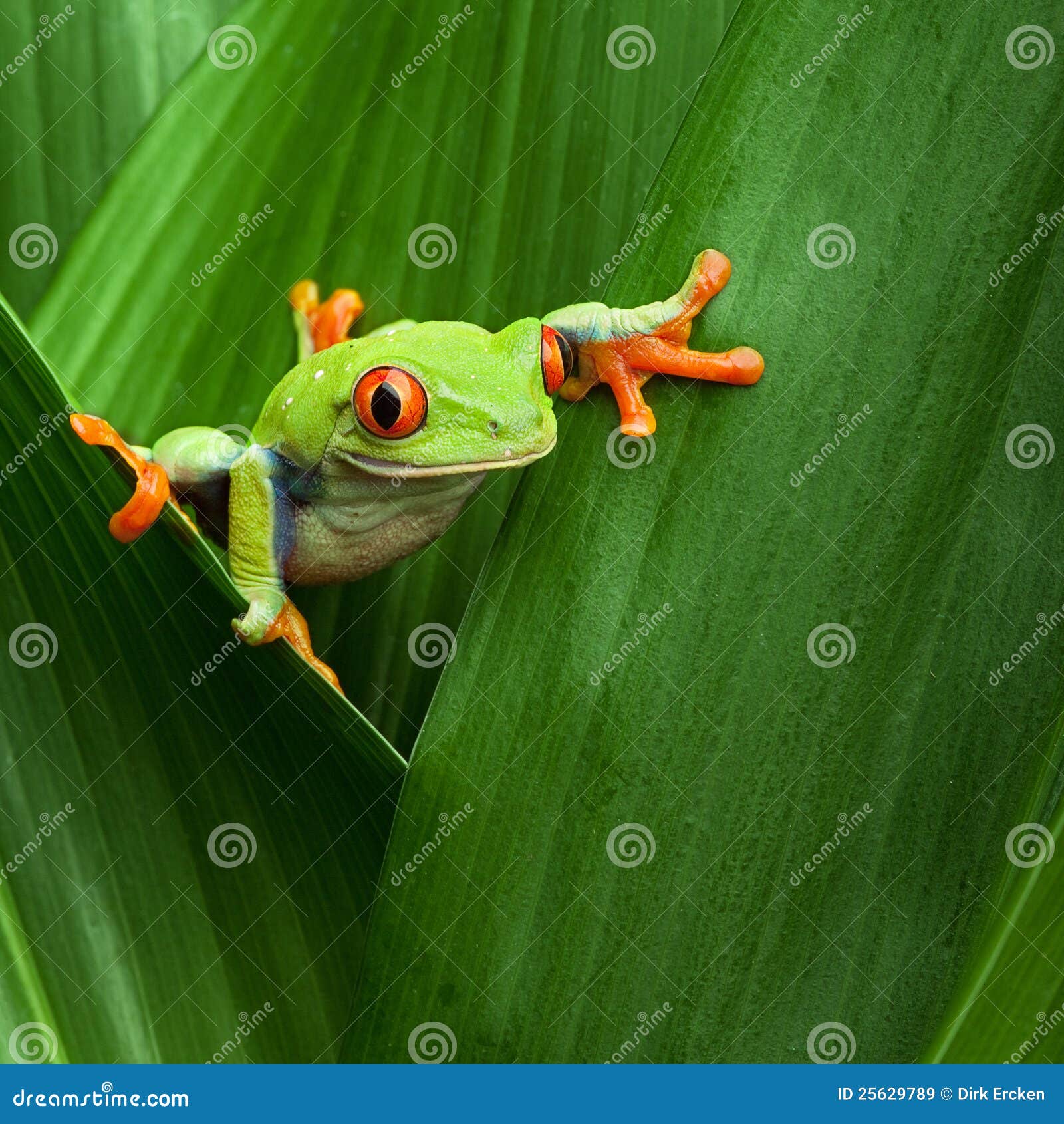 red eyed tree frog big eye curiosity