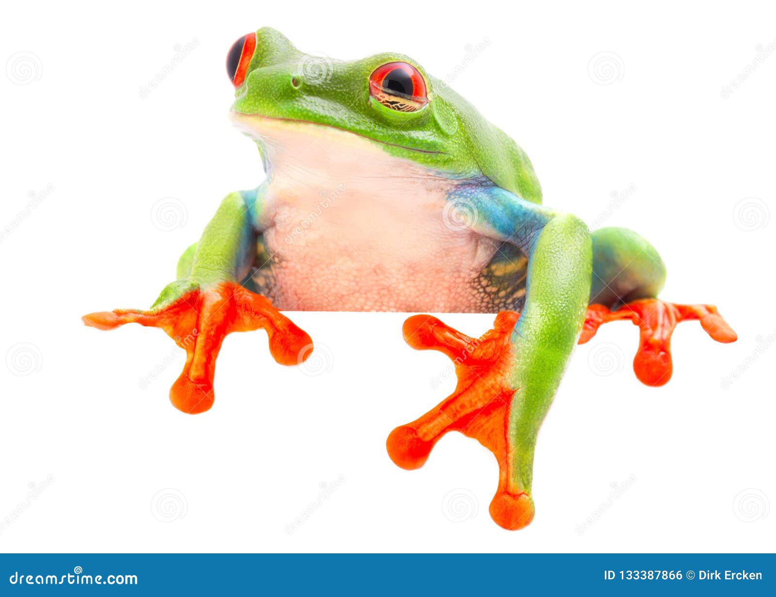 red eyed tree frog blinking an eye