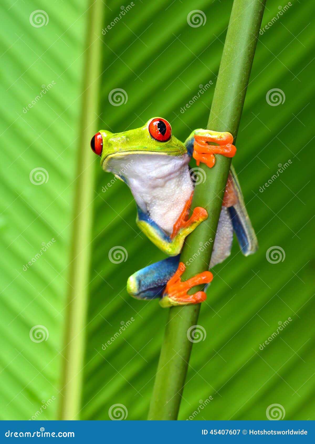 Red-eyed Tree Frogs Mating By Night Royalty-Free Stock Photo