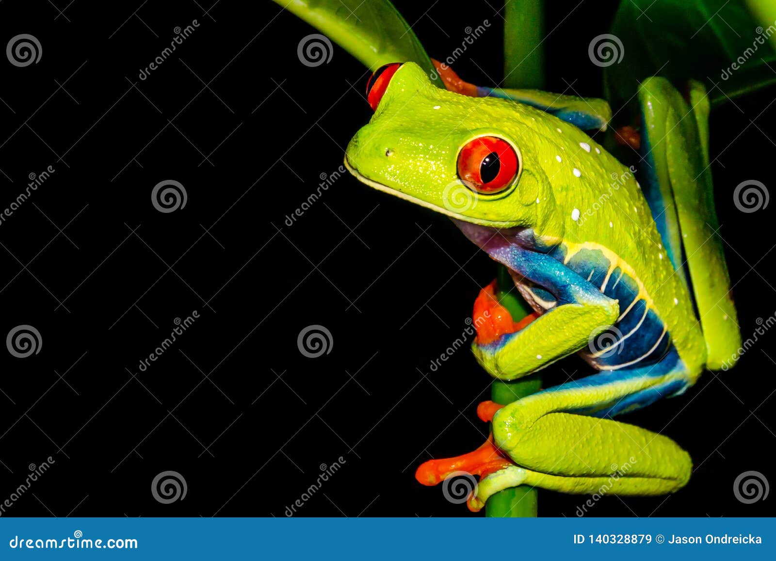 red eyed tree frog habitat