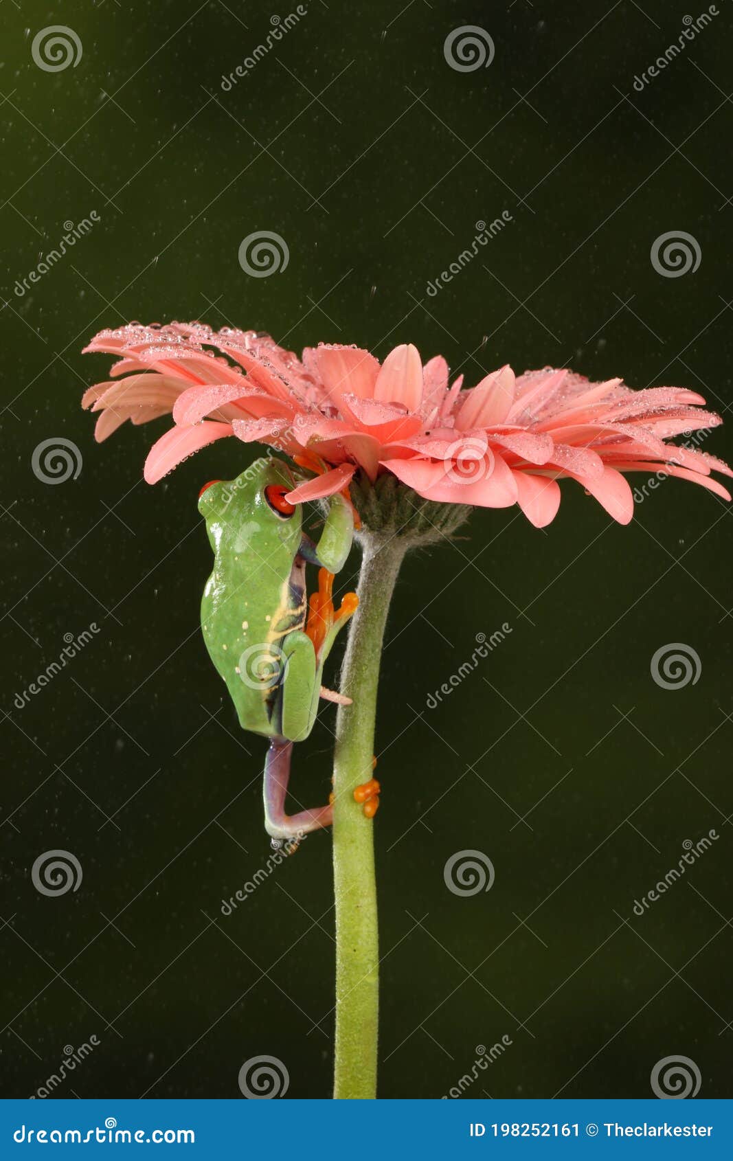 red eyed tree frog climbing up a flower