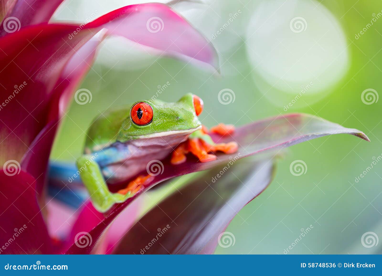 red eyed tree frog costa rica