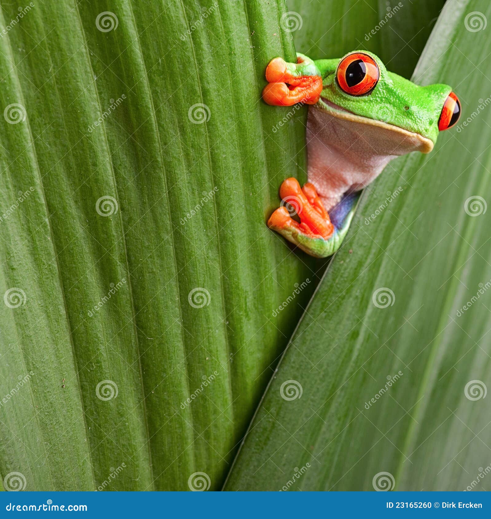 red eyed tree frog curious animal green background