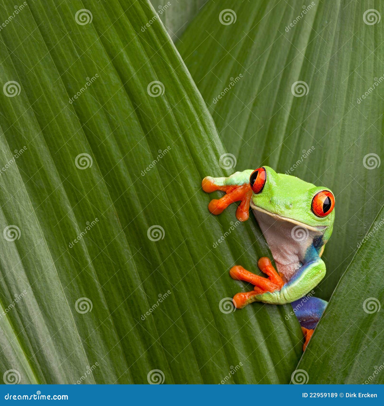 red eyed tree frog macro costa rica jungle