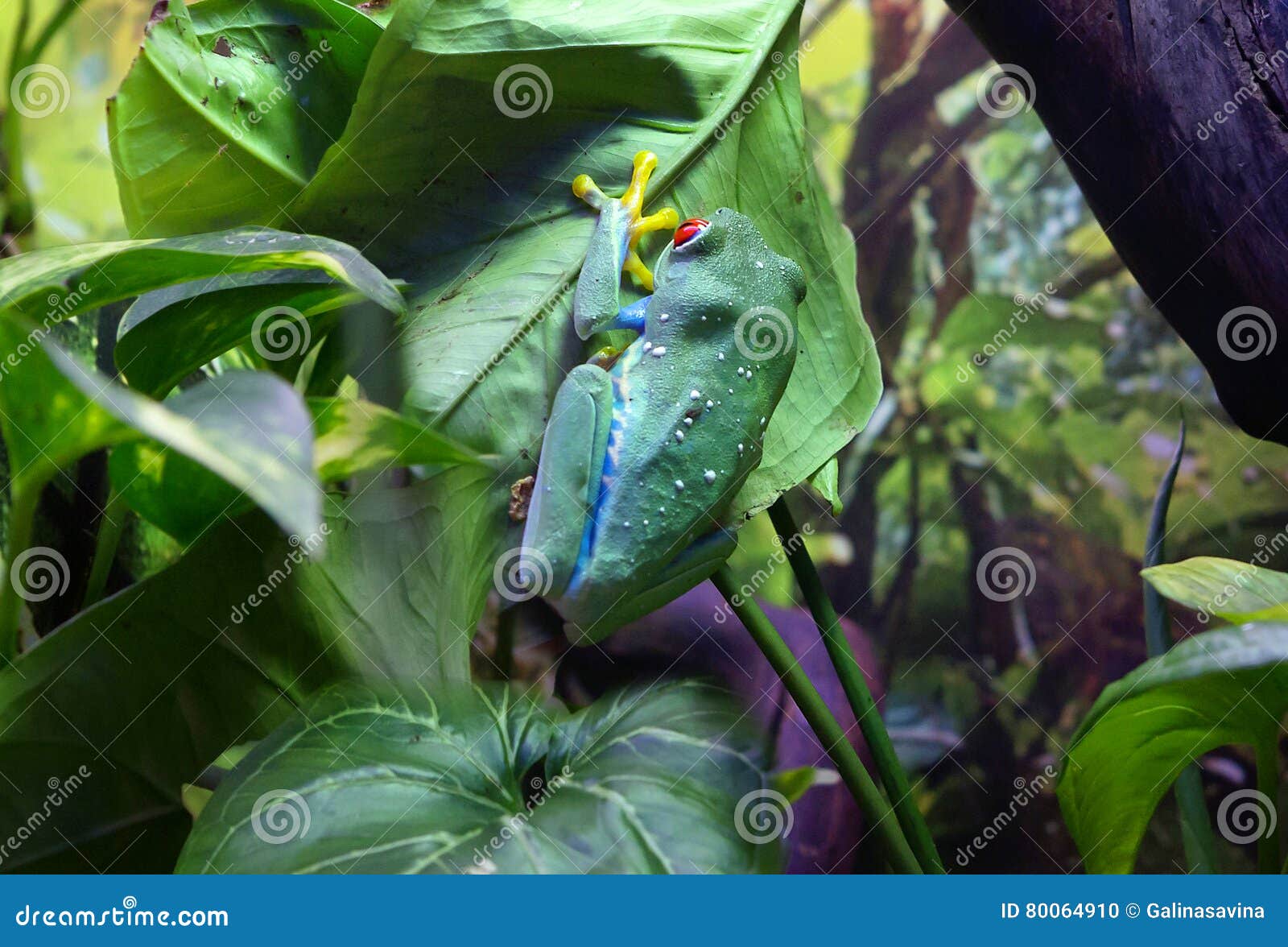 Red-eyed tree frog stock photo. Image of amphibian, color - 80064910