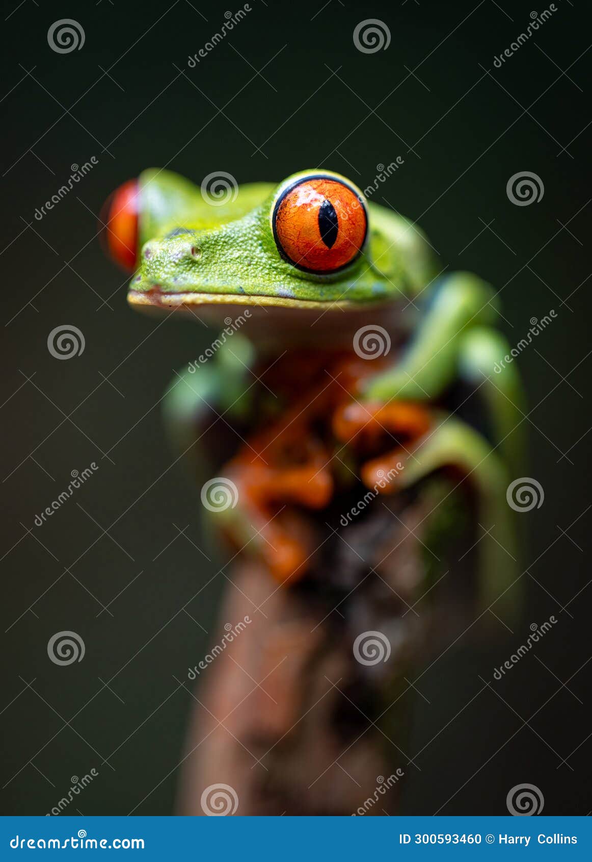 Red-eyed Tree Frog in Costa Rica. A red-eyed tree frog in the rainforest of Costa Rica.