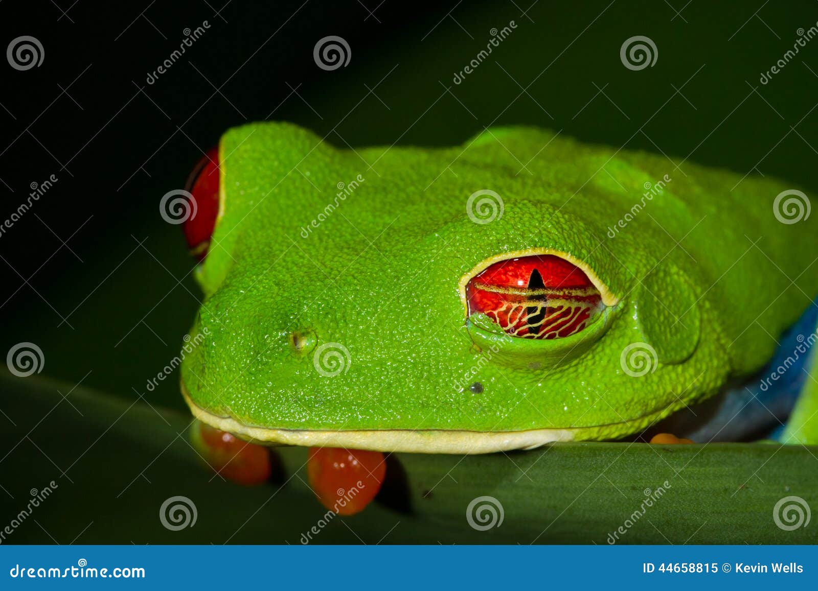 red-eyed treefrog