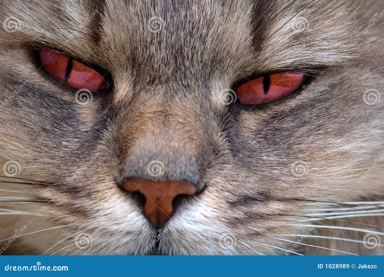 Red eyes cat stock image. Image of bradleys, glow, head - 1028989