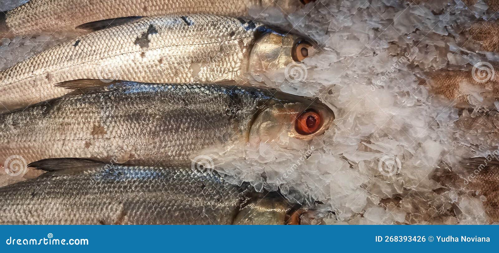 Red eyes of fresh Fish stock photo. Image of food, reptile 268393426