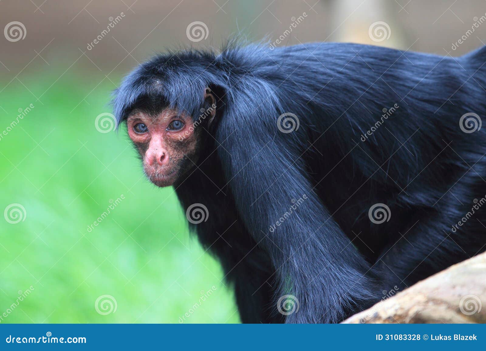 red and blue faced monkey