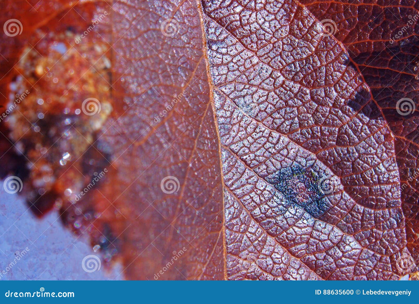 Red fallen leaf stock photo. Image of loneliness, bright 88635600