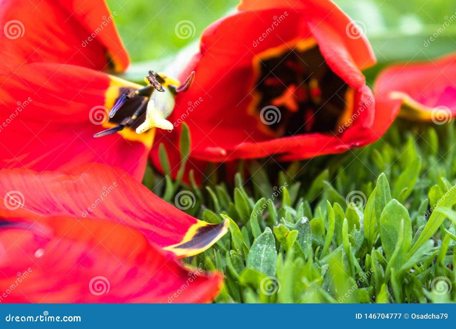 Red, Fallen Tulip Petals Lie on the Green Grass. Petals on the Grass
