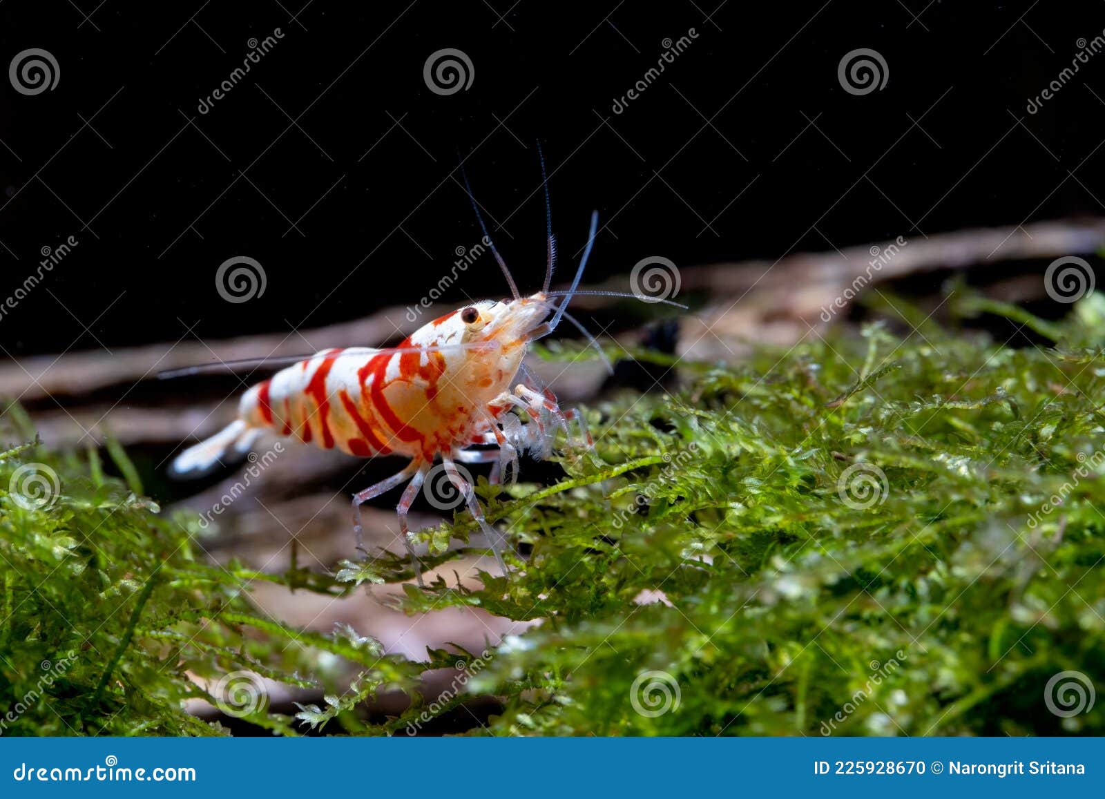 Red Fancy Tiger Dwarf Shrimp Stay And Look For Food In Aquatic Soil ...