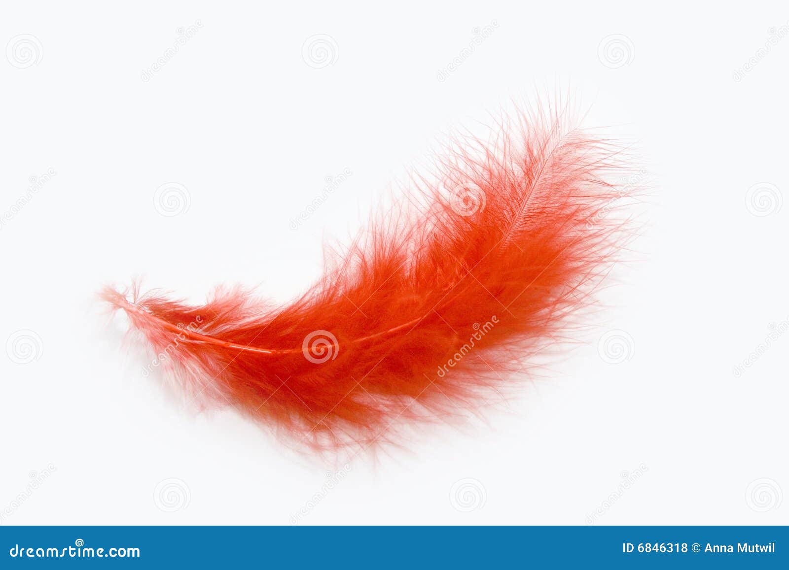 Red feather stock photo. Image of fluffy, isolated, softness 6846318