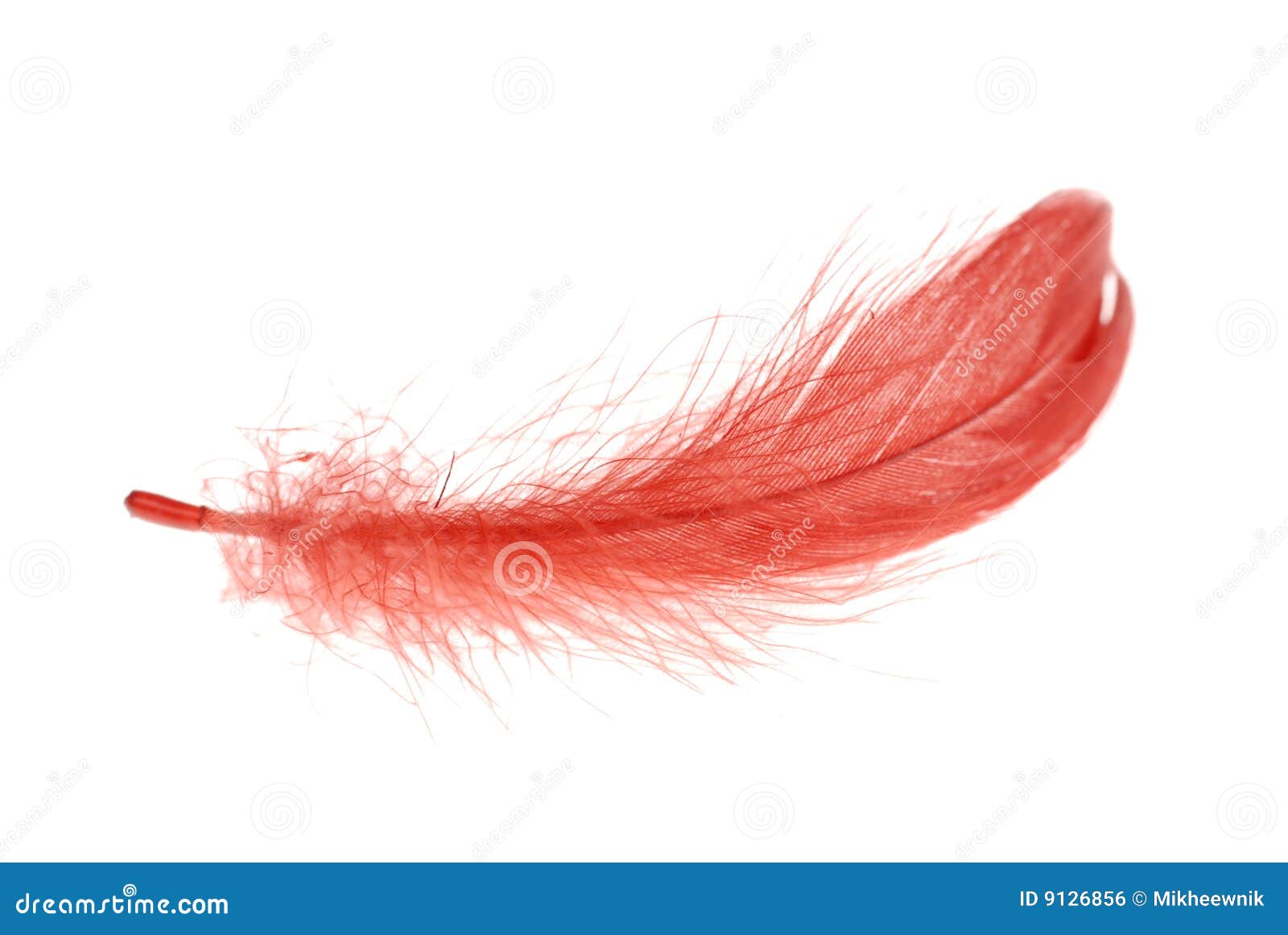 Red feather flying stock photo. Image of gravity, softness 9126856