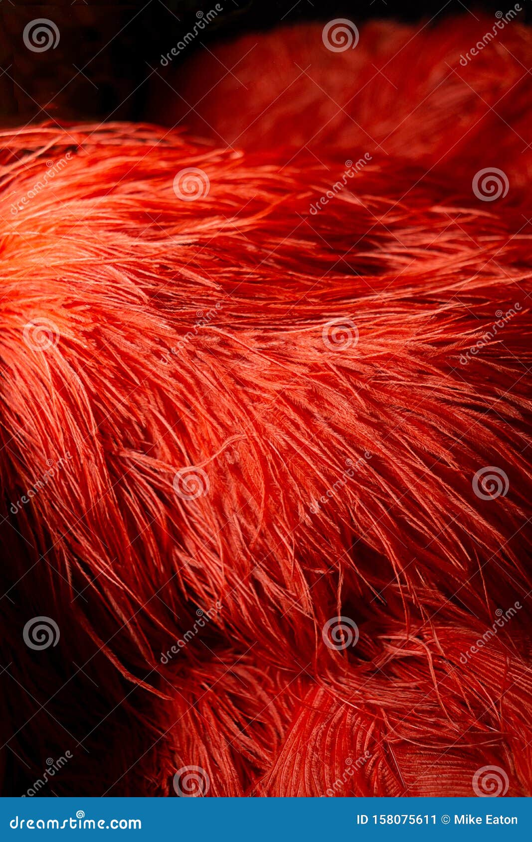 Red feathered boa stock image. Image of valentin, beautiful - 158075611