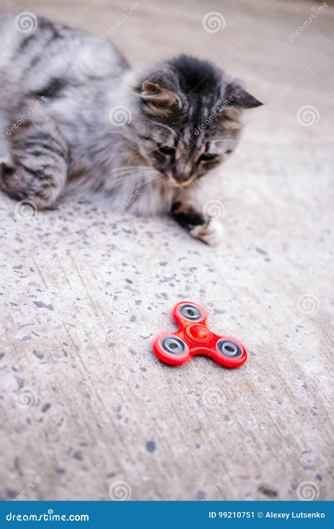 Red Fidget Spinner and Gray Cat on the Floor. Stock Image - Image of  plastic, rotating: 99210751