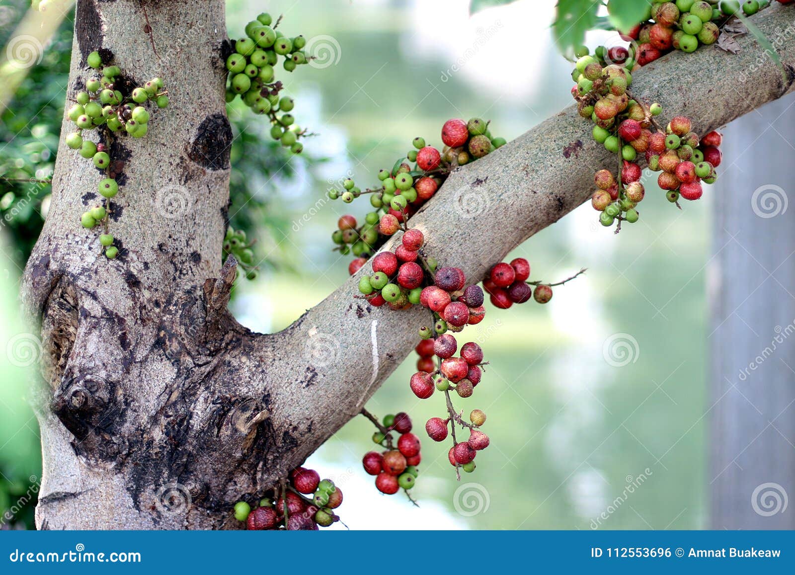 Fig Fruits, Red Fig Thai on Tree in Stock Photo - family, edible: 112553696