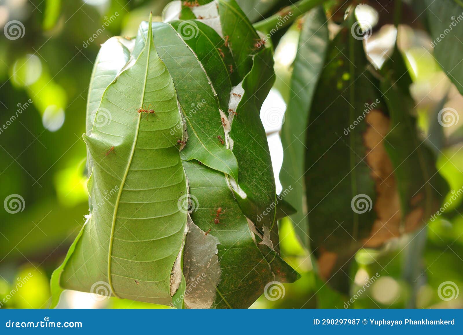 Red Fire Ants Building Nest. Ant Nest with Leaf on Mango Tree Stock