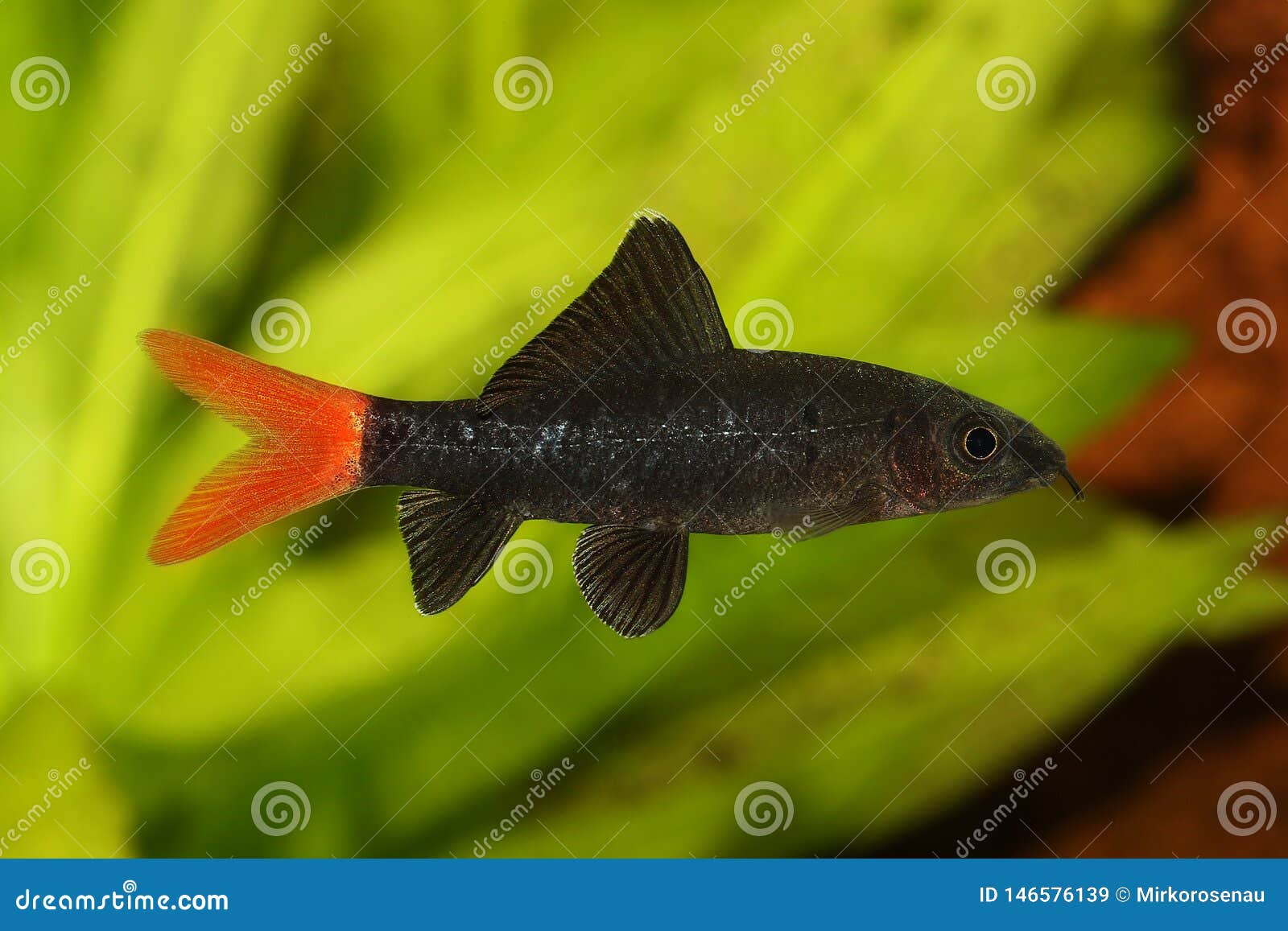 Red Fire Tail Shark Catfish Epalzeorhynchos Bicolor Aquarium Fish