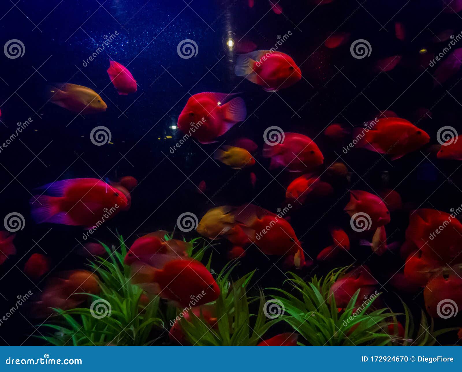 Red fish in Aquarium stock photo. Image of aquatic, elegant - 172924670