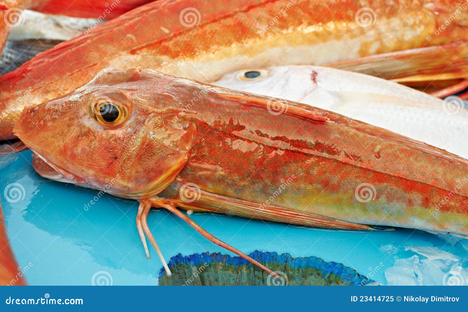 Red fish for sale stock image. Image of sale, france 23414725