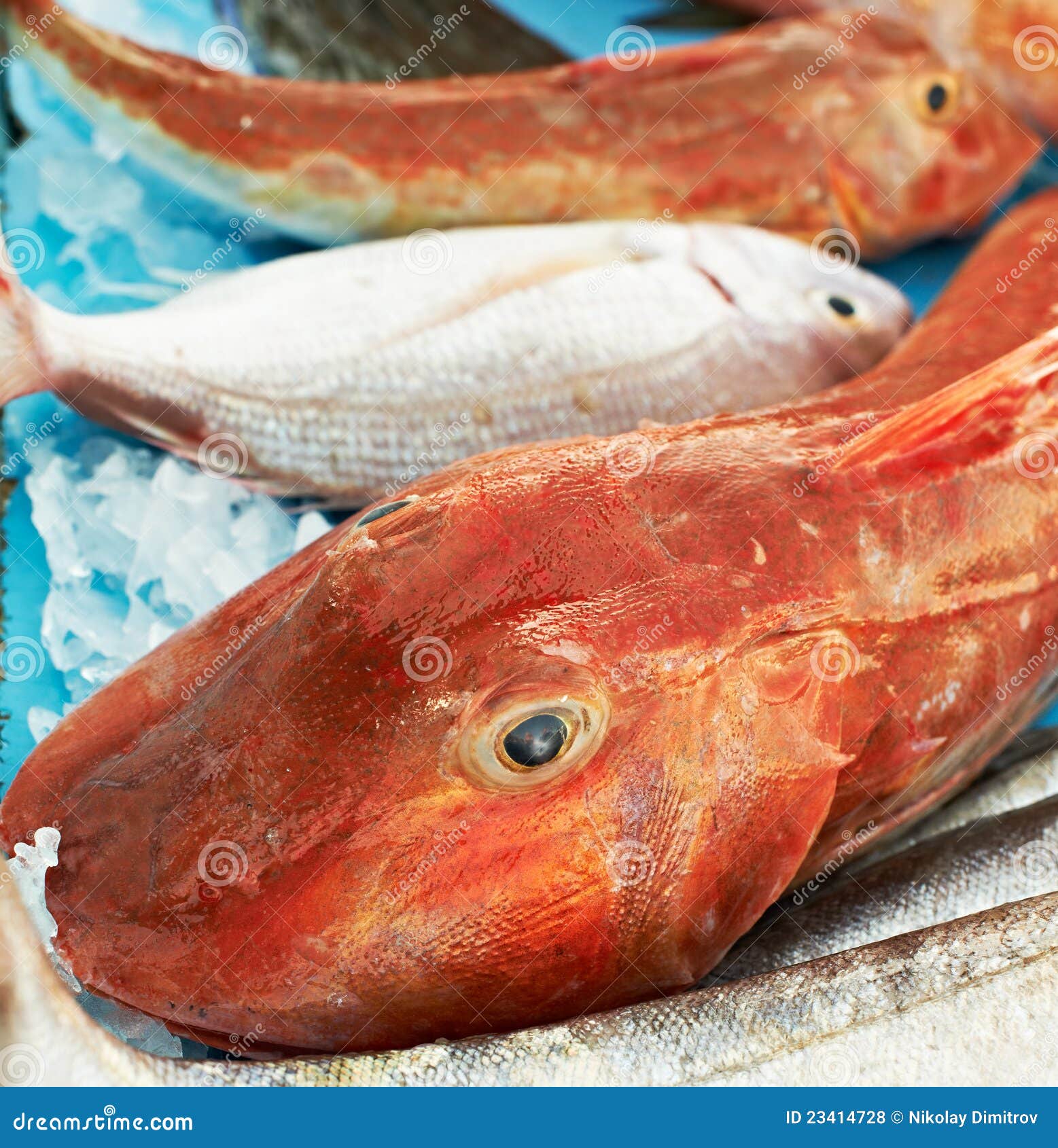 Red fish for sale stock photo. Image of fresh, france 23414728